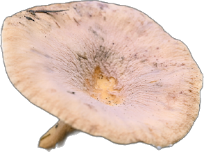 MountainOwl